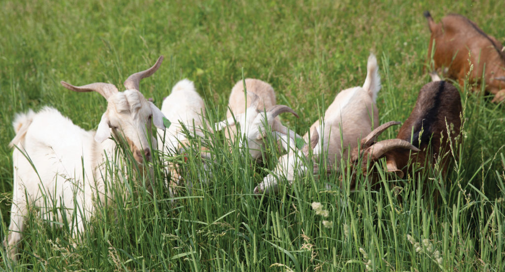 The Benefits of Goat's Milk